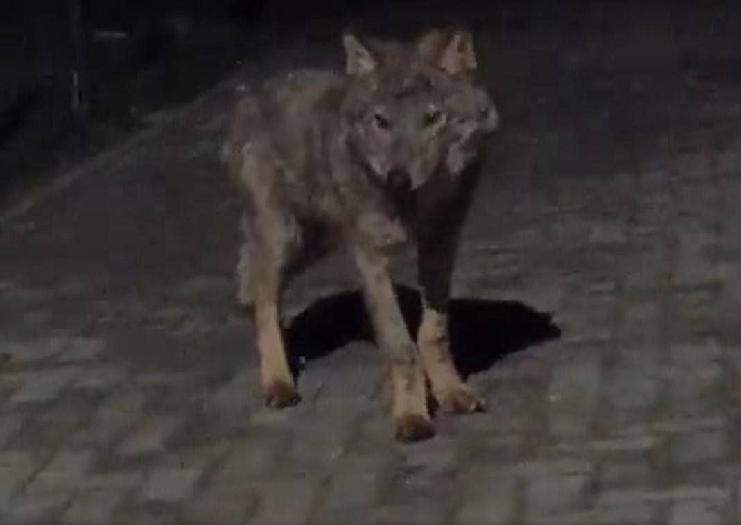Wilk wszedł na teren jednej z posesji na Dolnym Śląsku