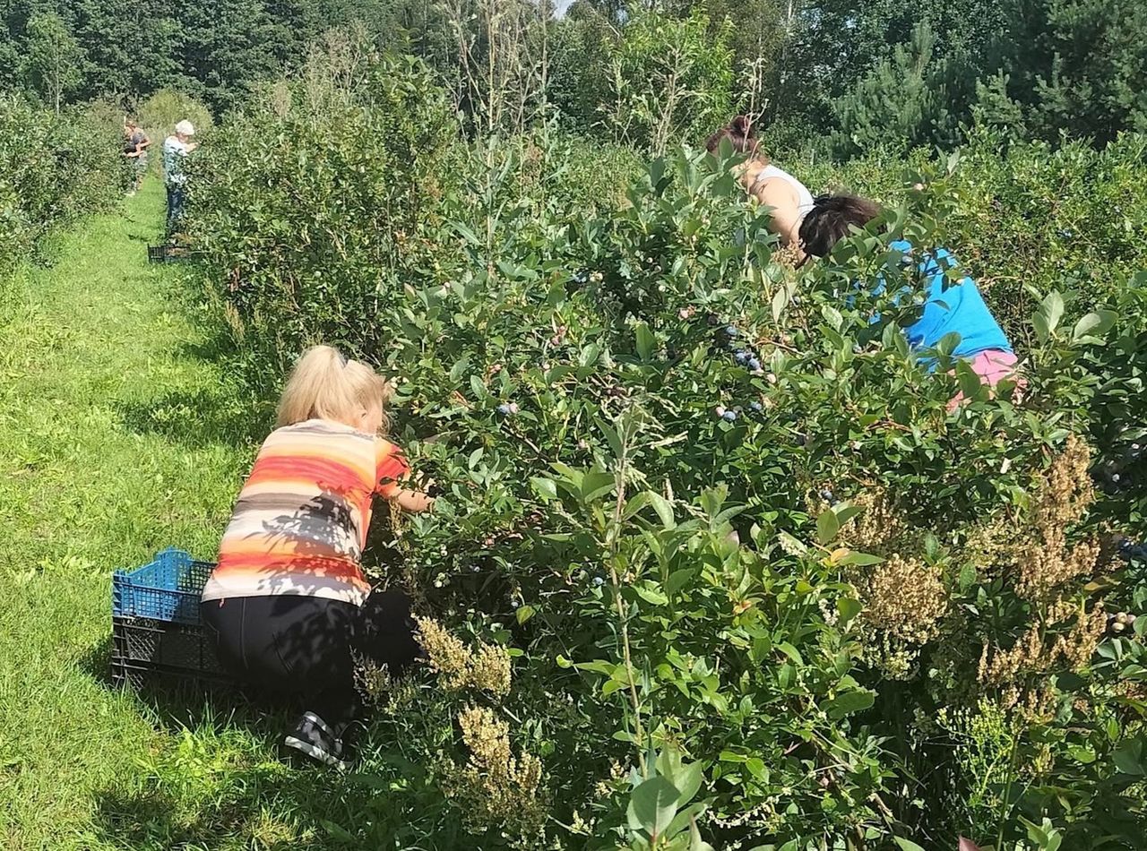 Plantacja ma 80 hektarów. Rolnik zaprasza na samozbiory. 12 zł/kg