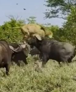 Bawoły kontra lew. Zaskakujący finał pojedynku na safari