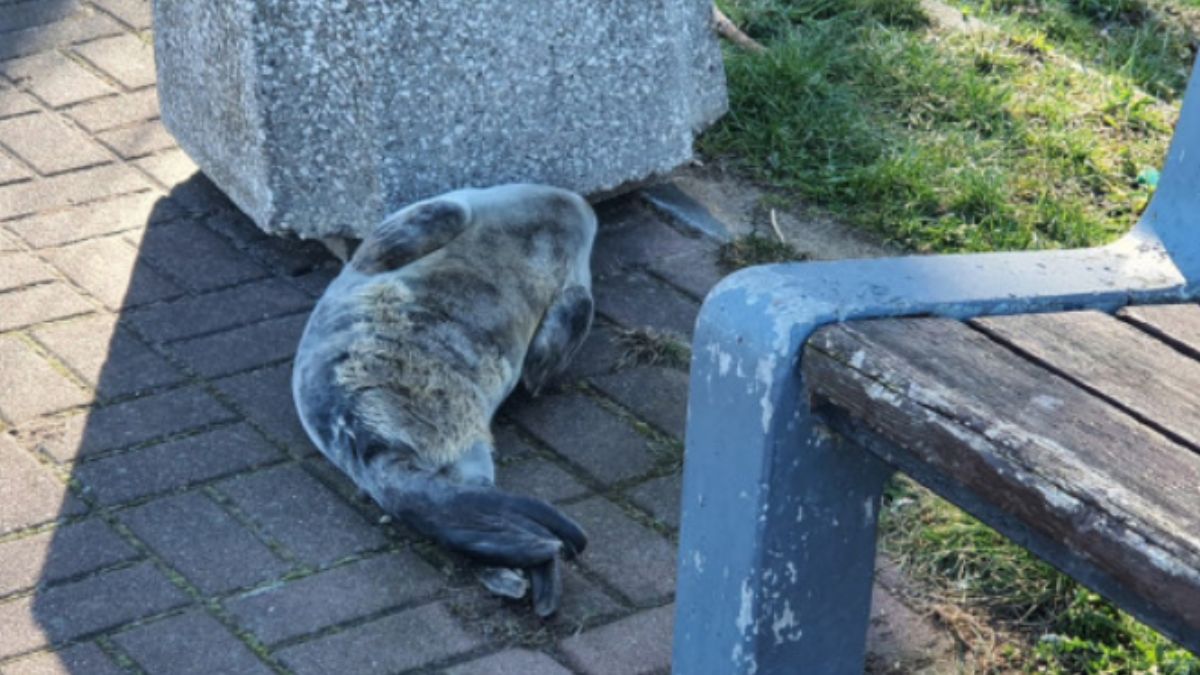 Foka w gdańskim parku. Niecodzienny widok.
Fot. Ewelina Sielska, Nela Trzebiatowska / Błękitny Patrol W
