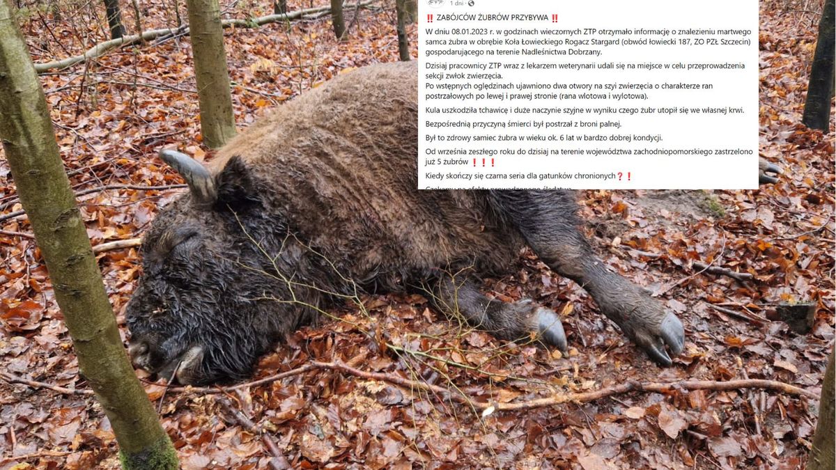 Kolejny żubr zastrzelony w zachodniopomorskim