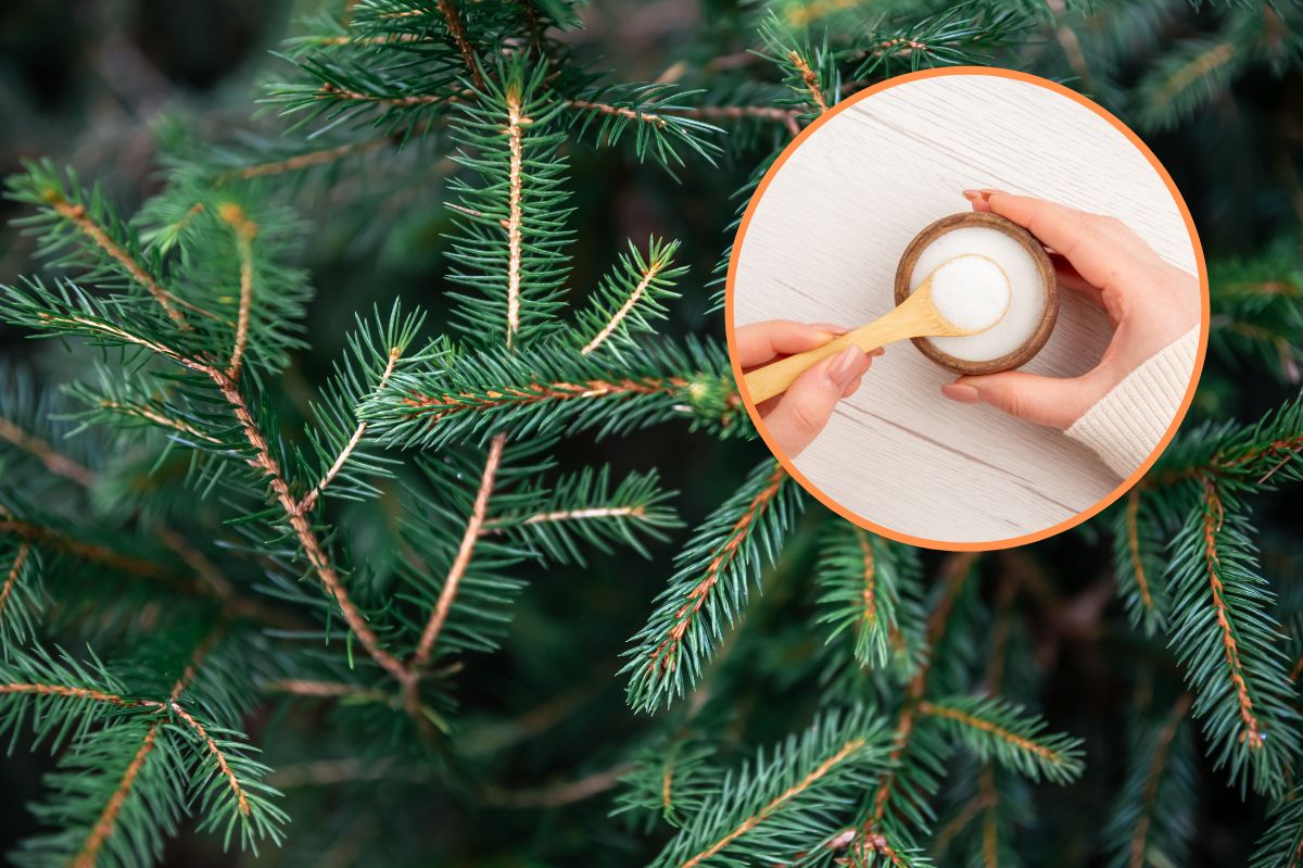 The Christmas tree will stay fresh longer, thanks to this conditioner.