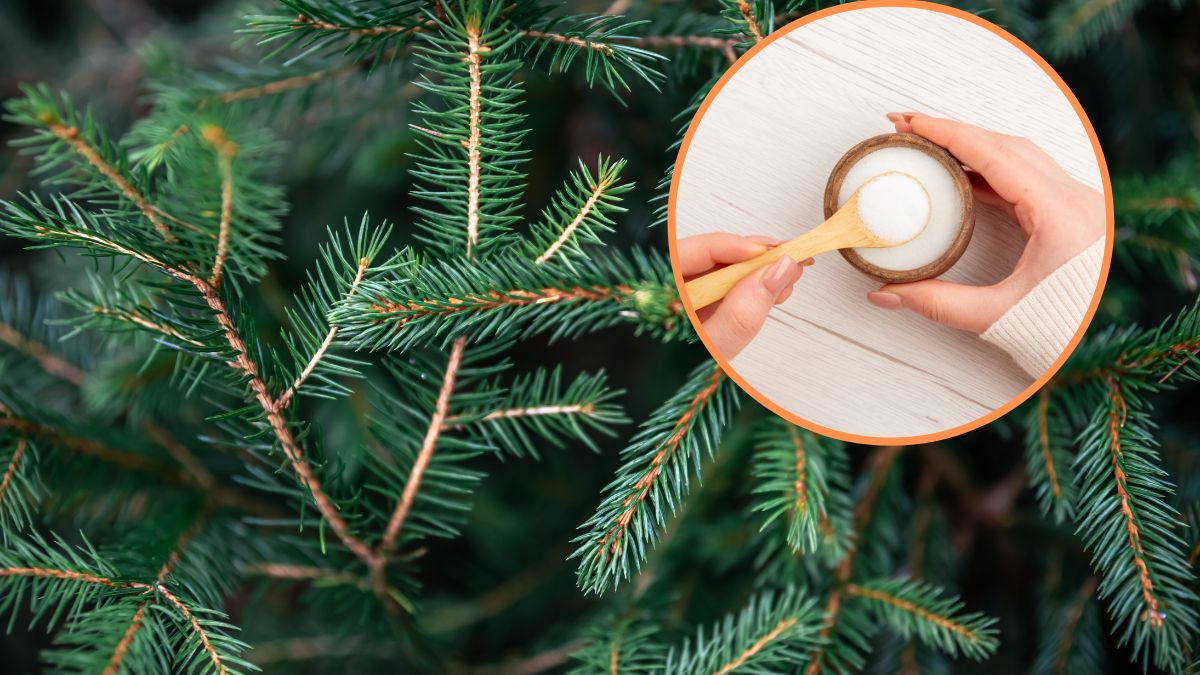 Choinka będzie dłużej świeża, dzięki tej odżywce