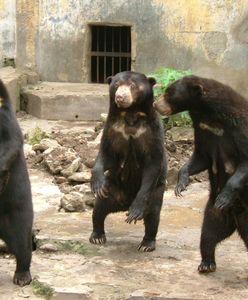 Zoo w Hangzhou: To nie ludzie w przebraniu, nasze niedźwiedzie słoneczne są prawdziwe