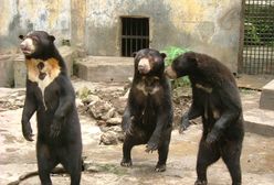 Zoo w Hangzhou: To nie ludzie w przebraniu, nasze niedźwiedzie słoneczne są prawdziwe