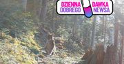 "Leśny duch Roztocza". Uchwyciły go kamery