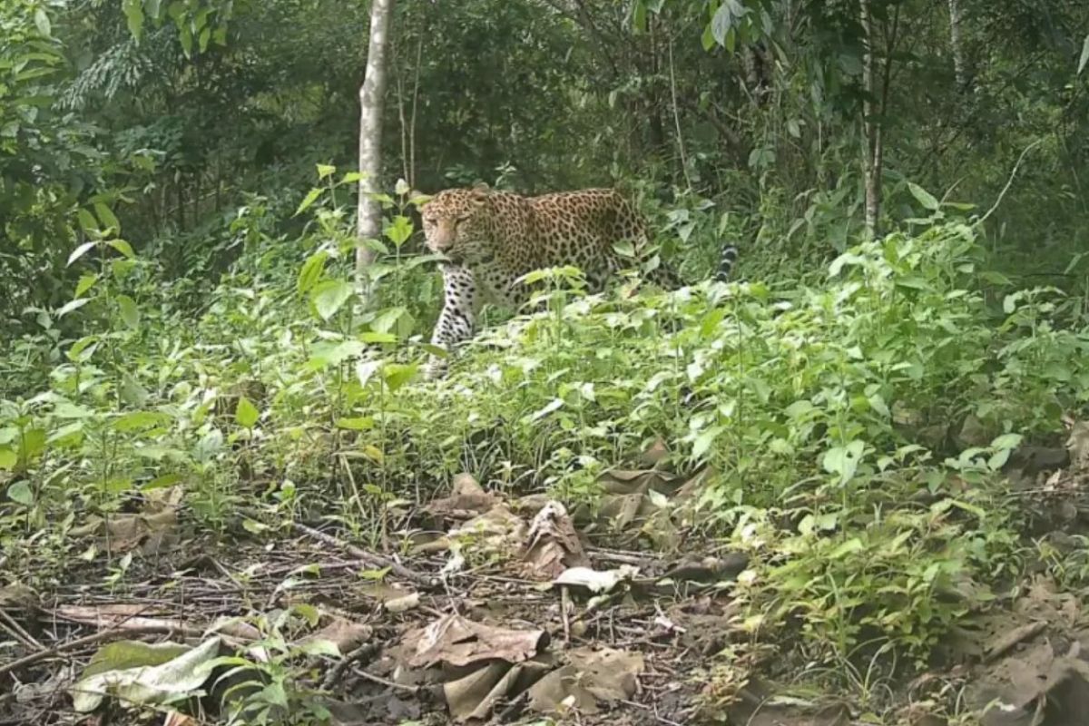 Myśleli, że wymarł. Przełomowe kadry. Uchwyciła go fotopułapka