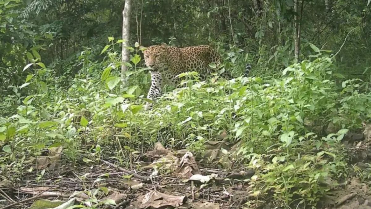 Lampart powrócił do lasów Bangladeszu