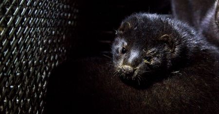 Koronawirus rozprzestrzenia się wśród norek. Hodowcy mają obawy