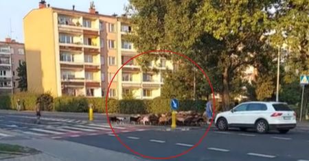 Niecodzienny widok na jednym z osiedli w Katowicach. "Kosiarki" w drodze do pracy