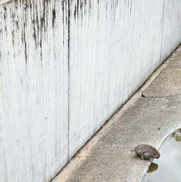 Melancholia i smutek zwierząt z ogrodów zoologicznych na poruszających zdjęciach 14