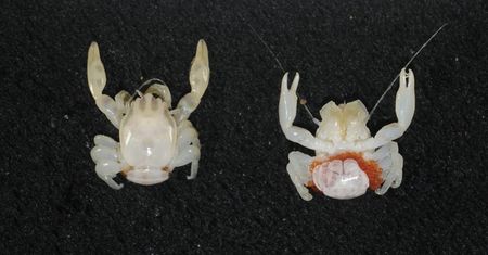 Nauka dotąd ich nie znała. Nowe gatunki odkryte na dnie oceanu