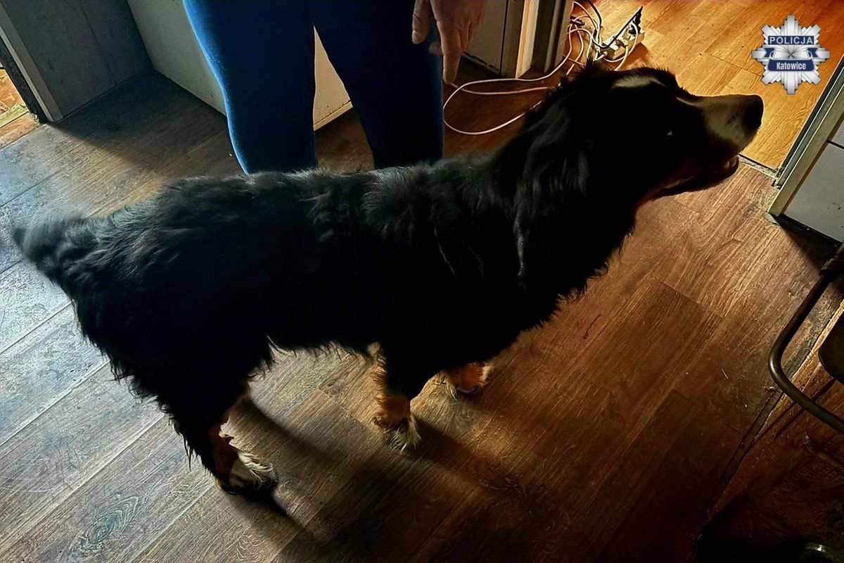 Policja odebrała właścicielce skrajnie zaniedbane psy