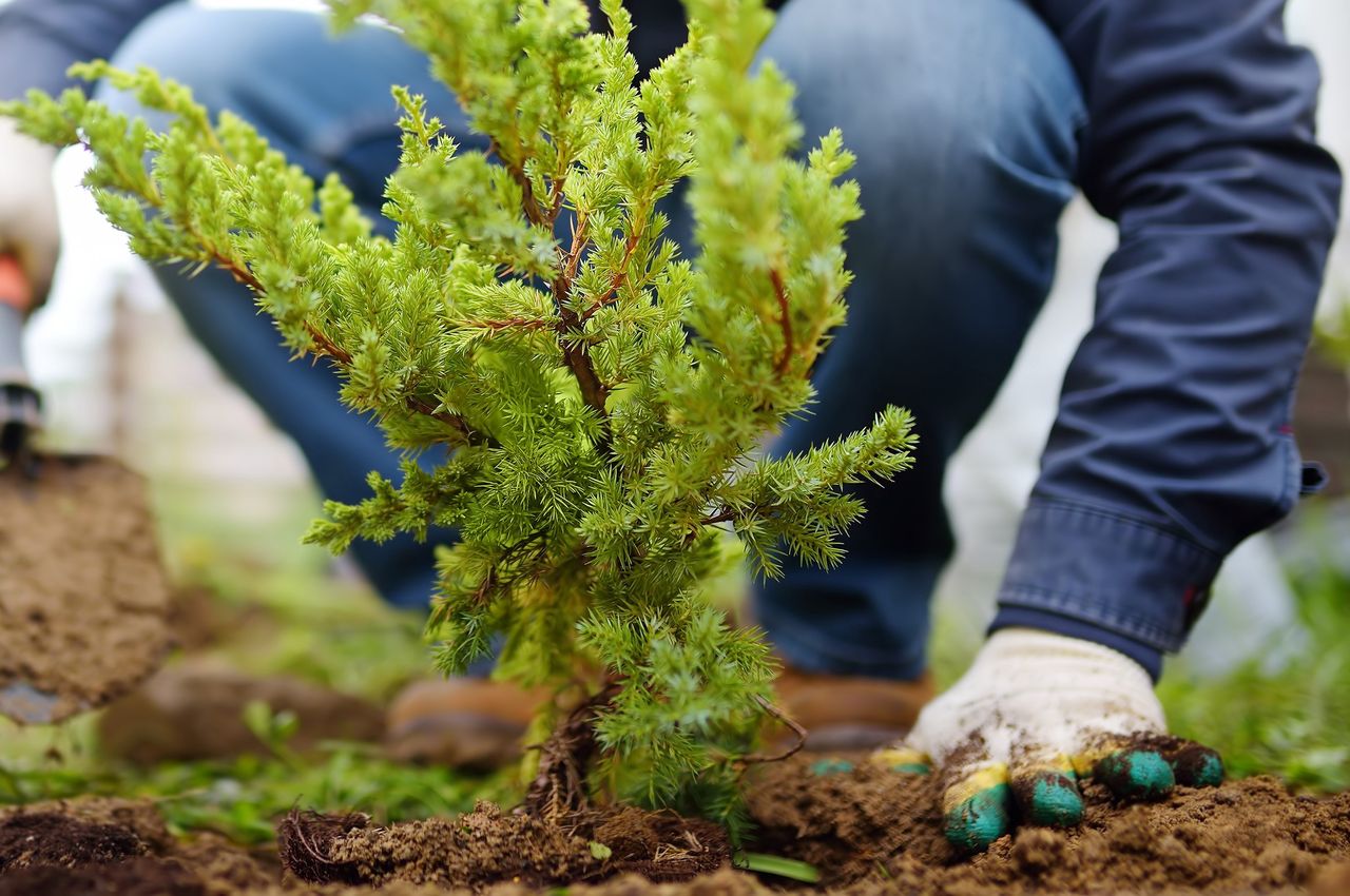 Pine needle mulching: A gardener's winter shield