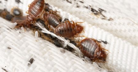 Poczułeś ten zapach w domu? To może oznaczać obecność pluskiew