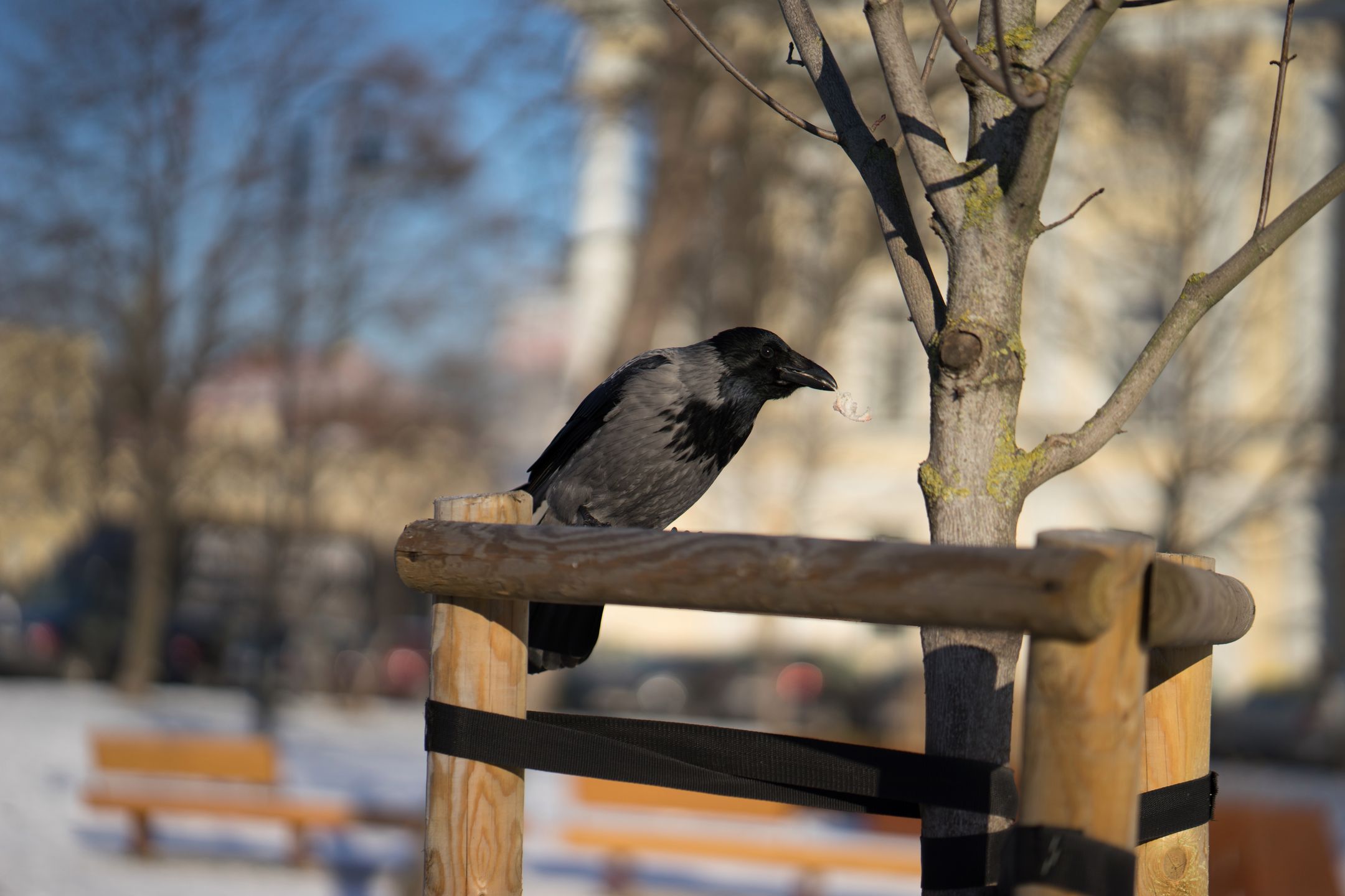 Zeiss Batis 85 mm f/1.8 - test portretówki do Sony A7 92