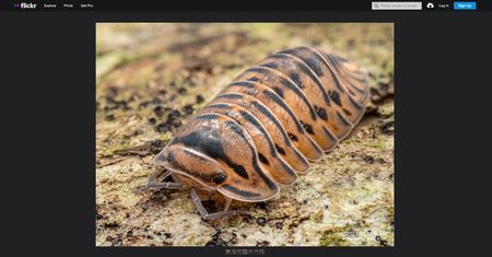 Fotograf odkrył nowy gatunek równonoga. Nazywa się "tygrysem singapurskim"