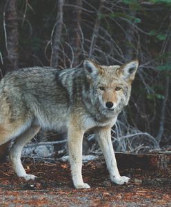 Wilki grasują na Podkarpaciu. Wójt ostrzega mieszkańców