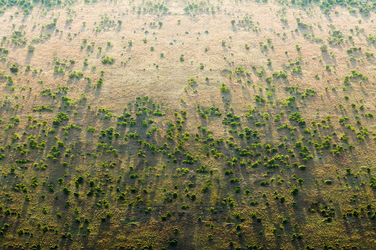 Fragment zielonego muru w Afryce