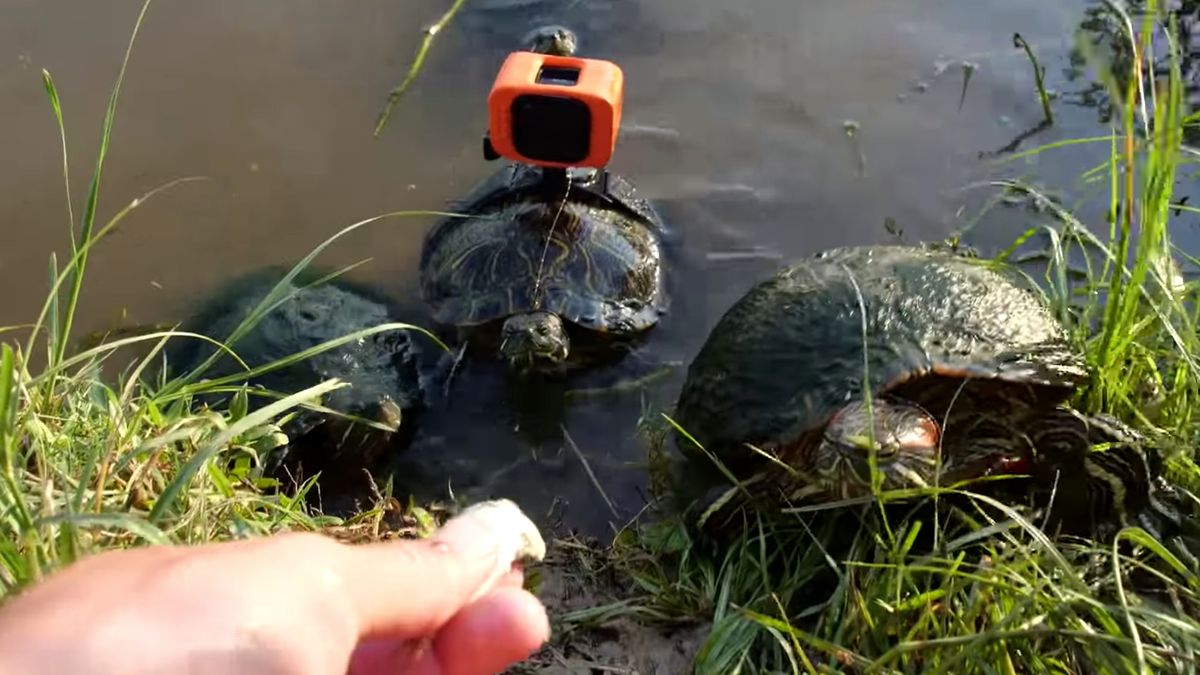 Filmowanie GoPro w żółwim tempie wcale nie jest takie wolne 1