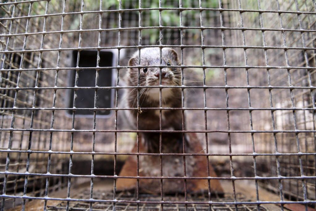 To właśnie na hodowli zwierząt futerkowych dorobił się Szczepan Wójcik