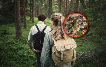 Jadowity wąż w Polsce. Widziano go już w wielu miejscach