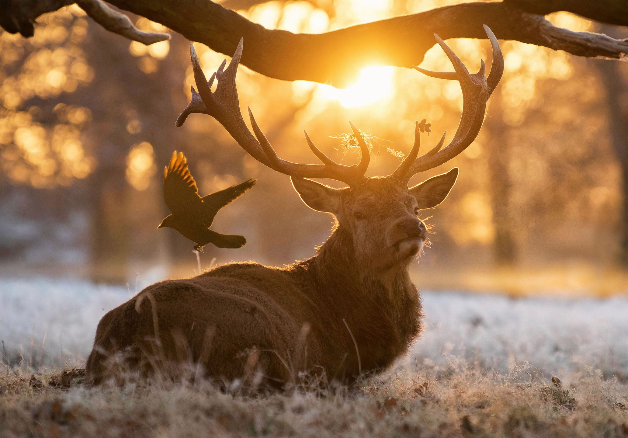 Starcie jeleni w mroźny poranek. Fotografia na łonie natury 6