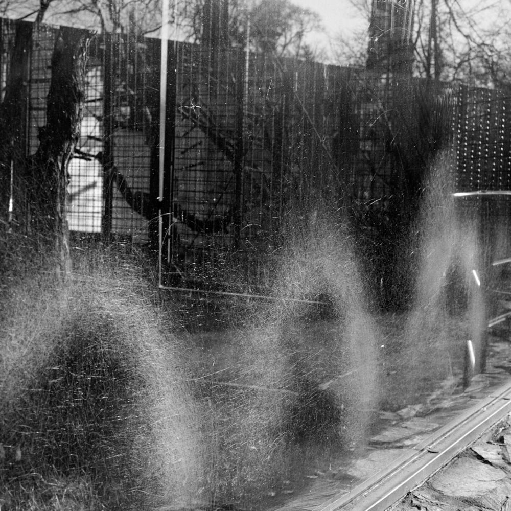 Bardziej ludzkie od ludzi. Wyjątkowe portrety zwierząt autorstwa Jacka Kusza [wywiad] 6