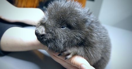 Malutki bóbr uratowany przed utonięciem w Kłodzku [Zdjęcia]