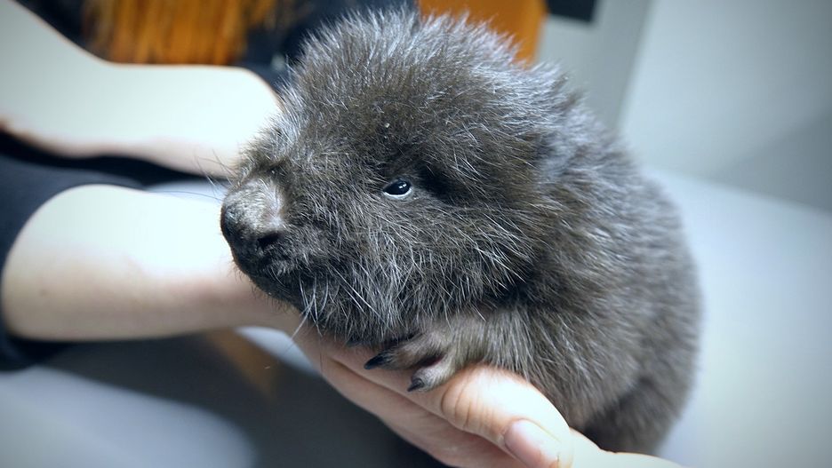 Malutki bóbr uratowany przed utonięciem w Kłodzku