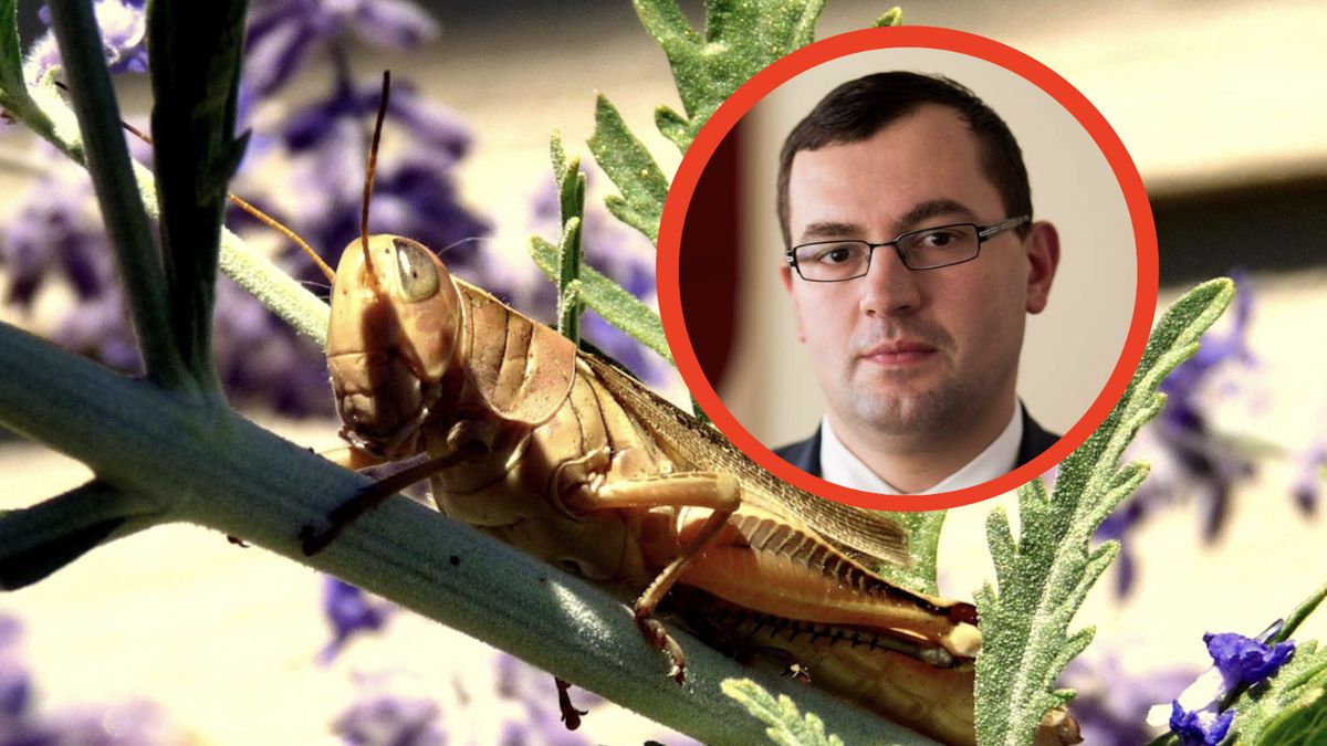 Plaga szarańczy w Ukrainie. Resort rolnictwa w Polsce monitoruje