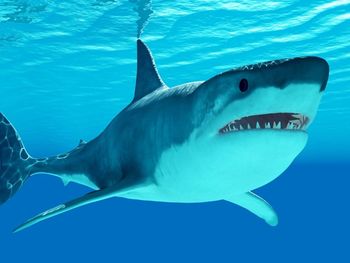 Przebadali rekiny. Niepokojące odkrycie na Bahamach