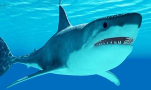 Przebadali rekiny. Niepokojące odkrycie na Bahamach