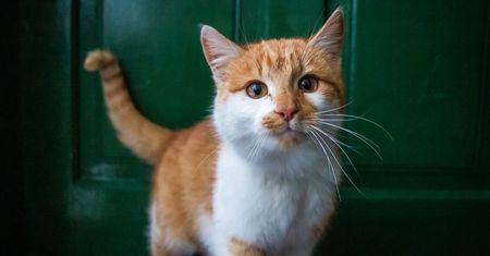 12 pytań o koty. Jak dużo wiesz o tych futrzakach?