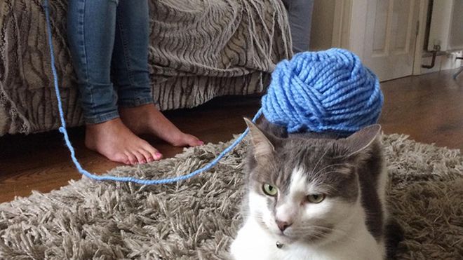 Miałeś gorszy tydzień? Zobacz zdjęcia kotów, na których możesz położyć dosłownie wszystko 1