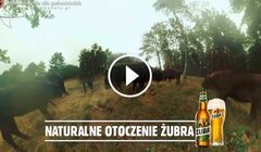 Reklamy tygodnia: Kompania Piwowarska, Nike, Pepsi, Żubr i Żywiec Zdrój (wideo)