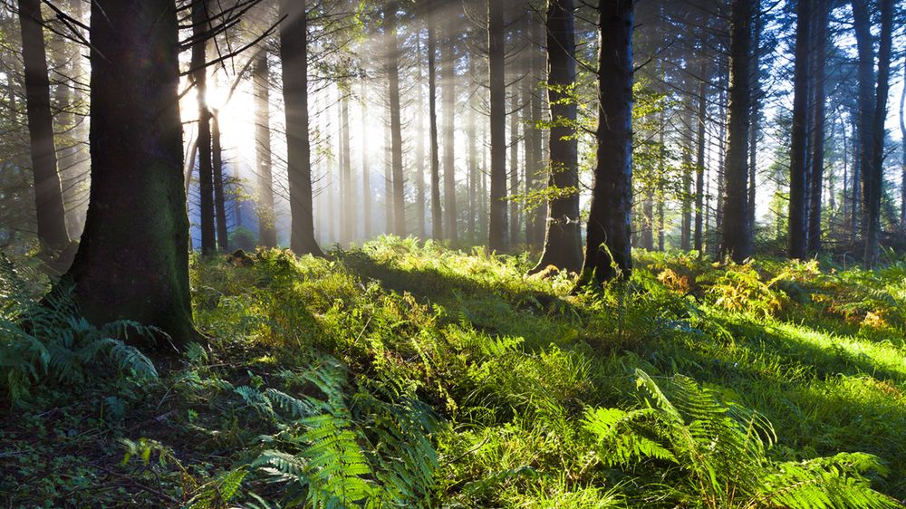 Kiedyś zboże, teraz lasy. Wykop dziś zwariował, ale jutro już będzie normalnie 1