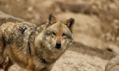 Wilki w Piekarzewie. Rosną obawy mieszkańców