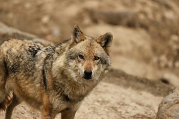 Wilki w Piekarzewie. Rosną obawy mieszkańców