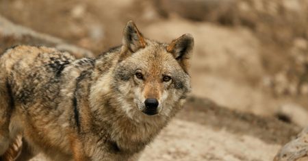 Wilki w Piekarzewie. Rosną obawy mieszkańców
