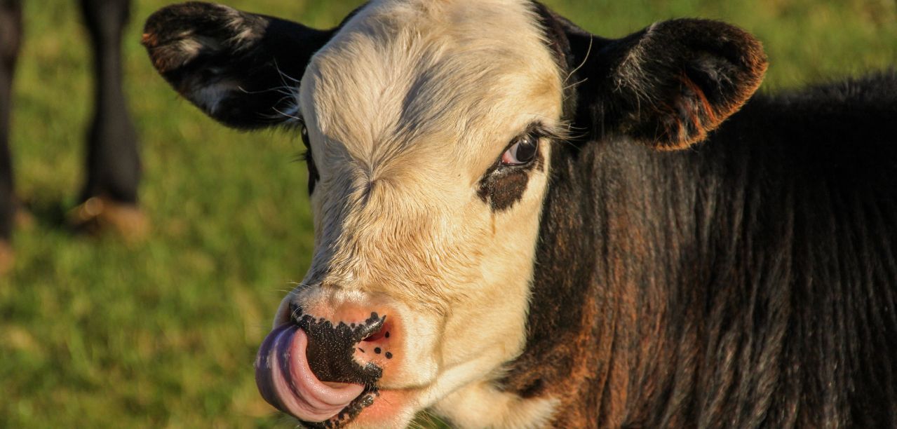 Choroba niebieskiego języka w Polsce. Wirus atakuje trzy województwa
