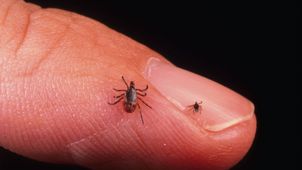 Przełomowe odkrycie dotyczące kleszczy