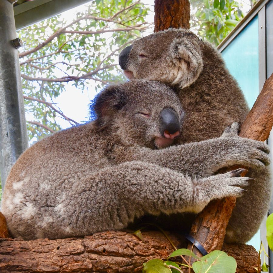 koala hug