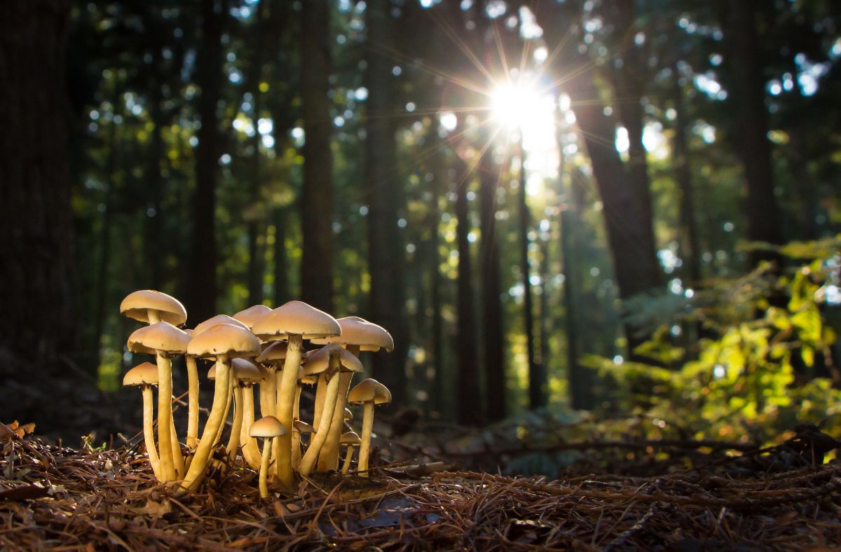 Gigantyczna luka. O tych grzybach prawie nic nie wiemy