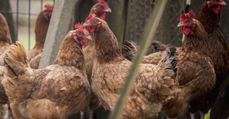 Miastowi będą składać oświadczenia, że nie hodują? Burza wokół prawa