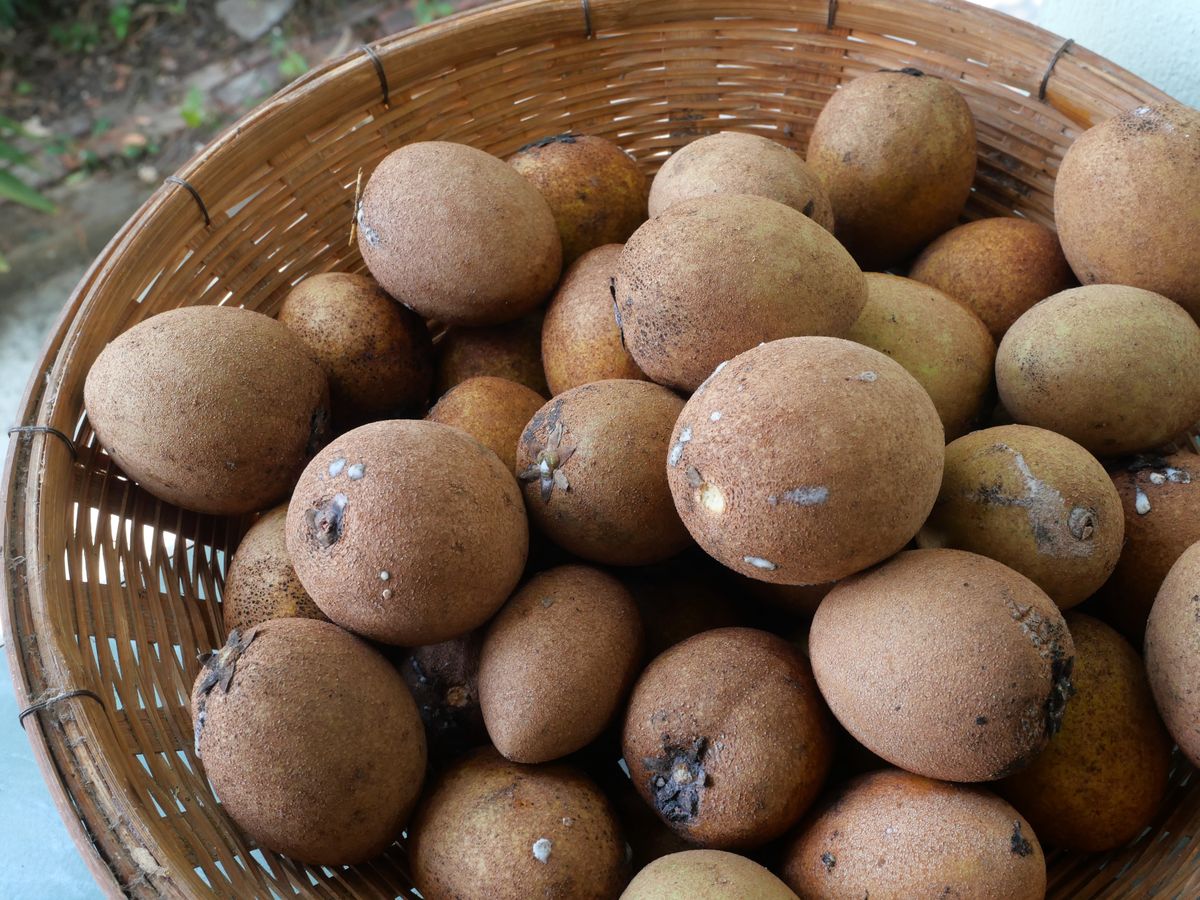 Owoc o smaku krówki? Sapodilla zaskakuje nie tylko smakiem!