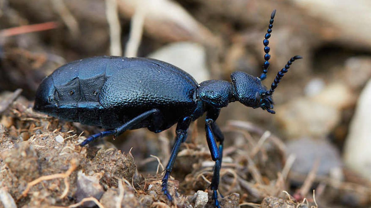 Przypomina żuka, ale jest bardzo niebezpieczny dla człowieka