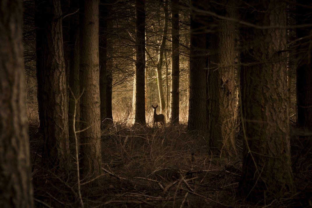 Znamy zwycięzców i finalistów Smithsonian Photo Contest 2015 20