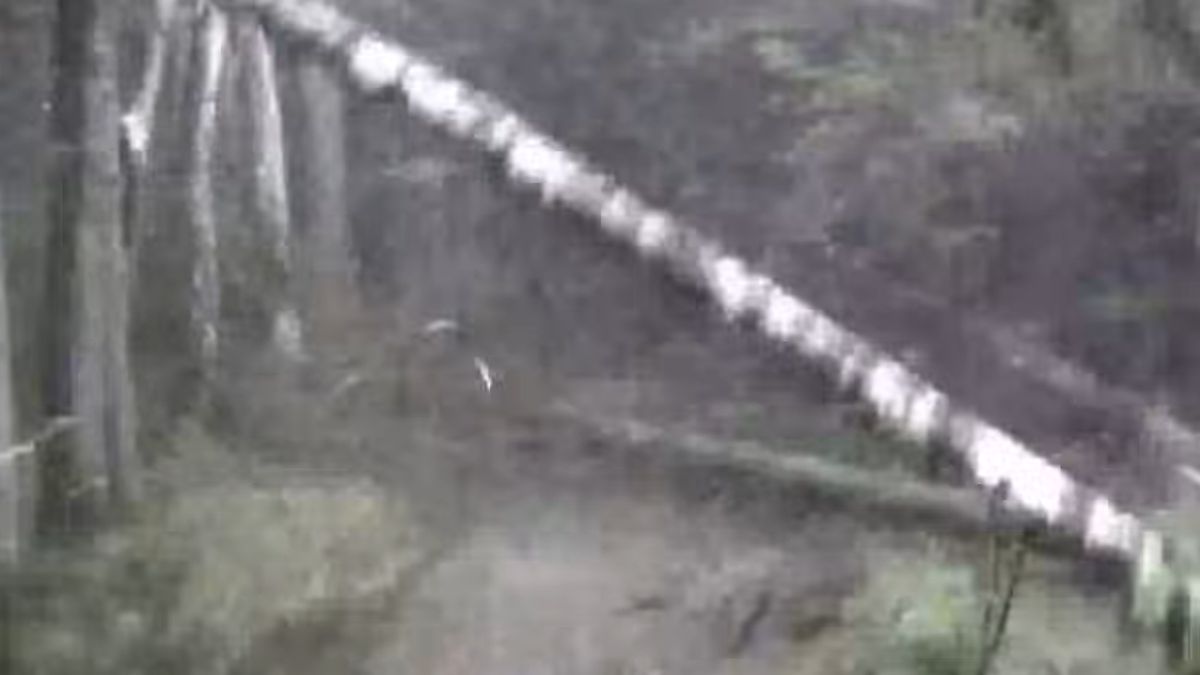 Drzewa łamały się podczas nawałnicy.