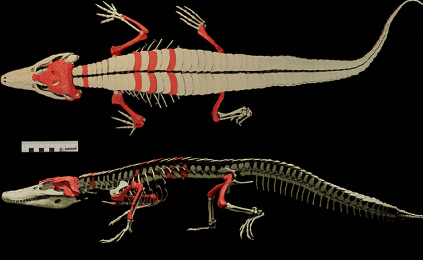 Skamieliny mają 150 mln lat. Należą do "dziadka" współczesnego krokodyla